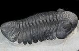 Drotops Trilobite - Top Quality Specimen #39384-1